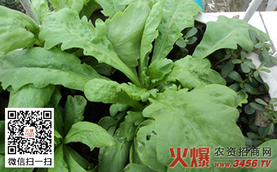 大叶茼蒿如何种植