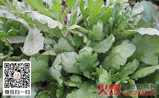 大叶茼蒿如何种植