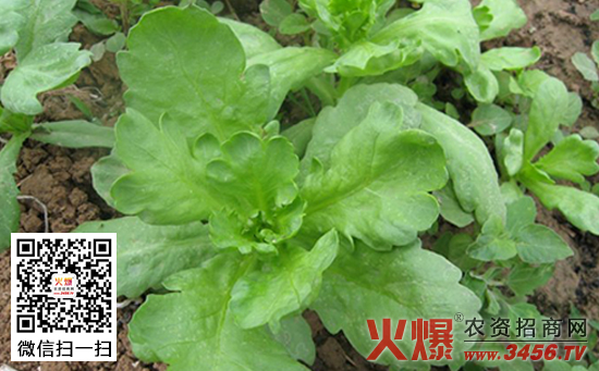 大叶茼蒿如何种植