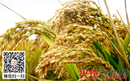水稻苗期管理方法
