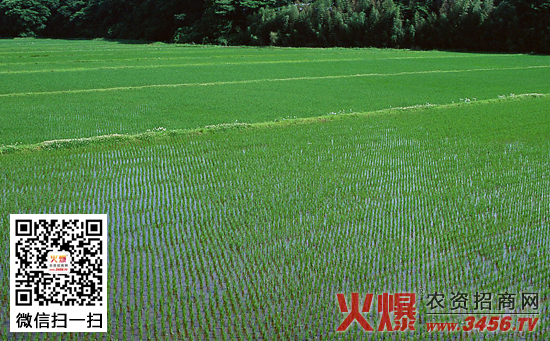 水稻苗期管理方法