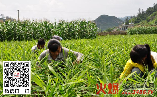 黄姜种植技术