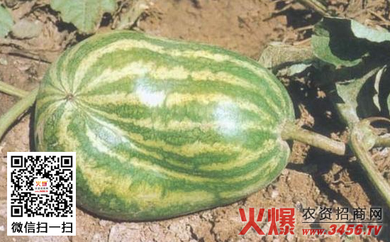 预防西瓜变形的方法