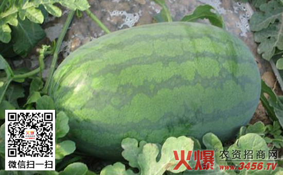 预防西瓜变形的方法