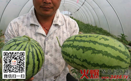 预防西瓜变形的方法