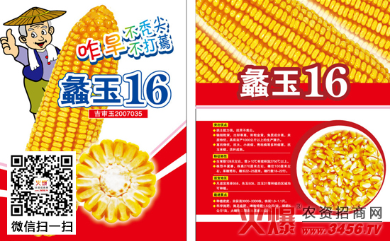 蠡玉16玉米品种简介