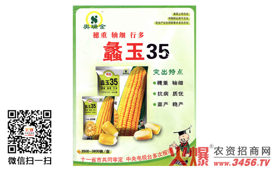 玉米——蠡玉35