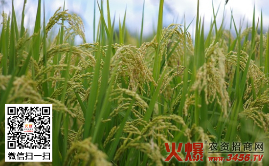 水稻春播植保技术