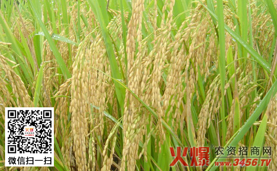 水稻春播植保技术