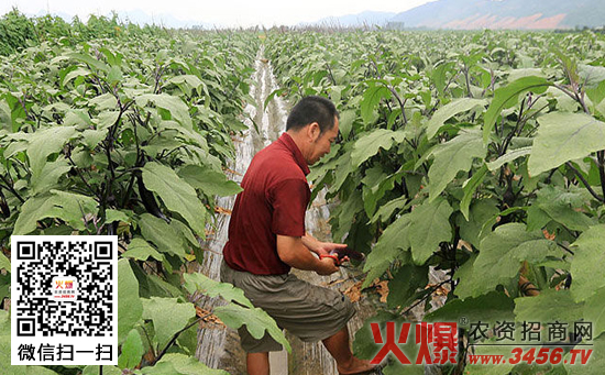 茄子的田间管理技术