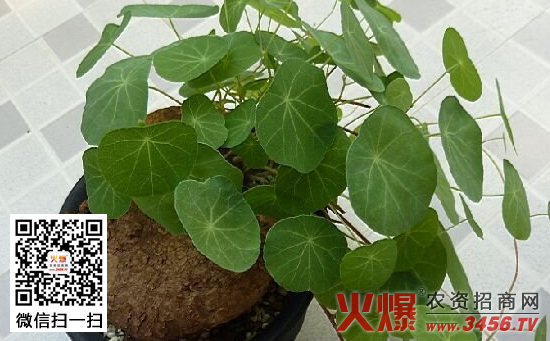 山乌龟的种植技术