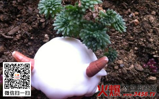 雪水浇花好吗