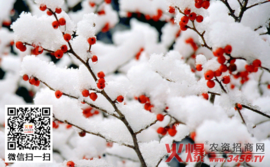 雪水浇花好吗