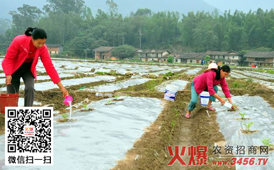 西瓜高产施肥方法