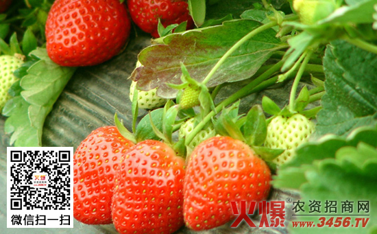 草莓追肥及田间管理技术