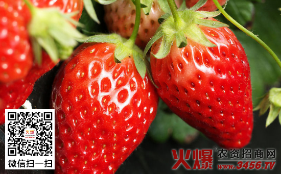 草莓追肥及田间管理技术