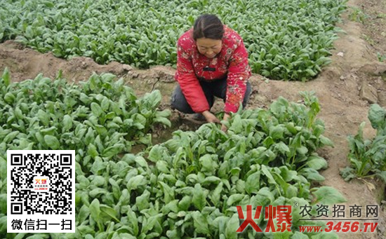 春菠菜怎么种植，春菠菜种植技术