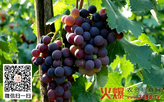 不同颜色葡萄的营养价值