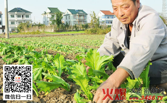 榨菜定植管理技术