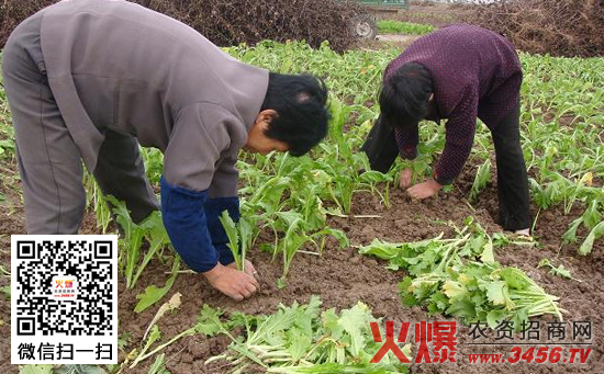 榨菜定植管理技术