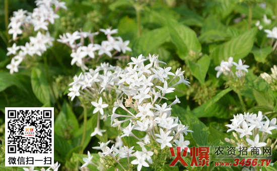 繁星花的栽培方法