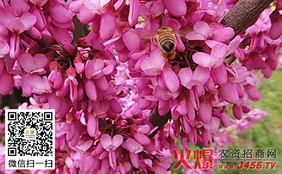 紫荆花与羊蹄甲树花的区分方法