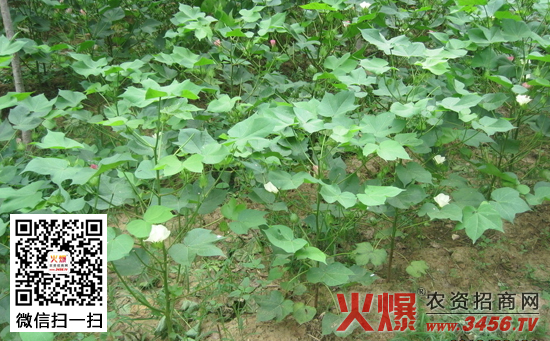 棉花现蕾期的田间管理技术