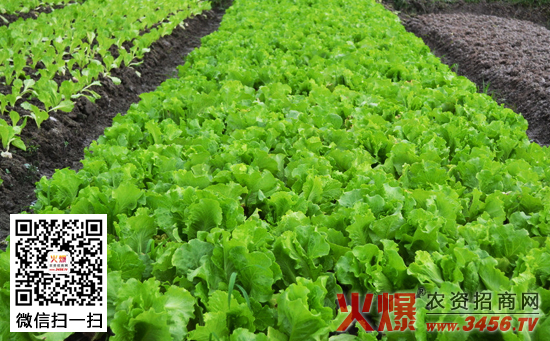 叶类蔬菜栽培技术