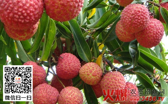 荔枝花果期管理技术