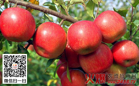 苹果树生理落果的防治措施