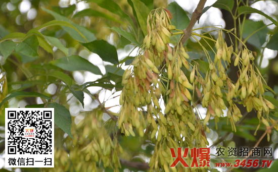 白蜡树怎么栽培，白蜡树的栽培技术