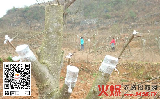 李子树怎么嫁接,李子树嫁接技术