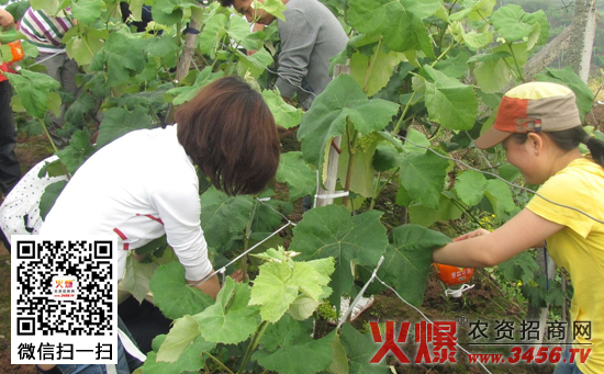 科学施用葡萄中微量元素肥