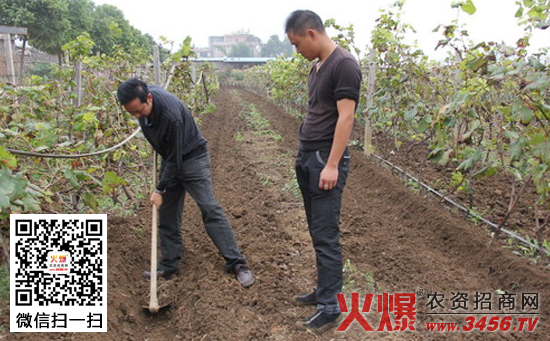 科学施用葡萄中微量元素肥