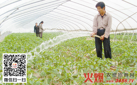 早春棚栽蔬菜施肥技术