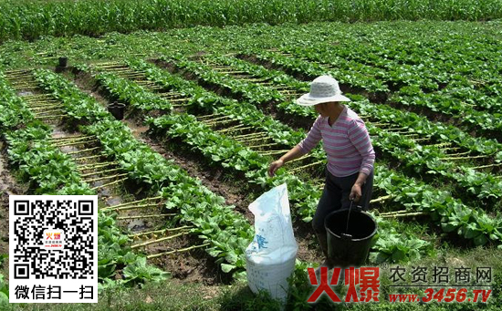 早春棚栽蔬菜施肥技术