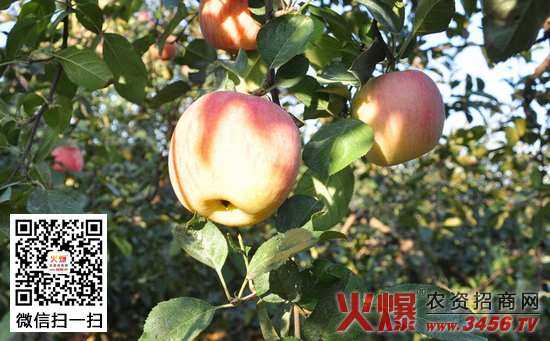 幼龄苹果树秋季管理技术