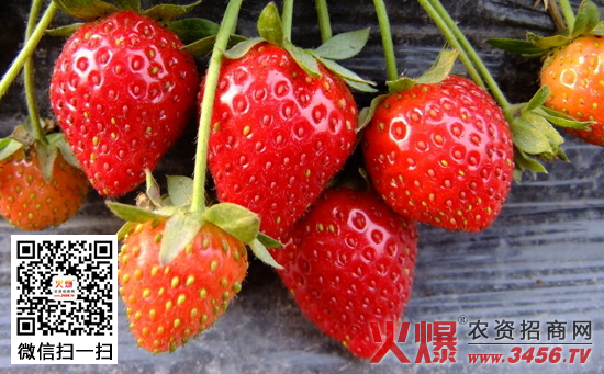 草莓夏季管理技术