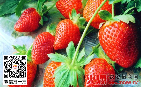 草莓夏季管理技术