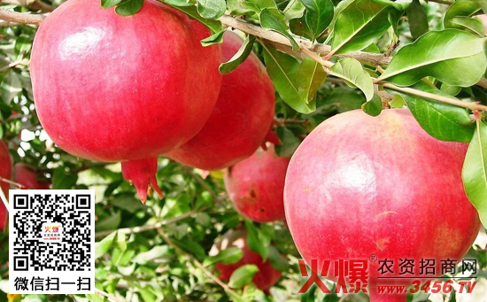 石榴树的夏季管理技术