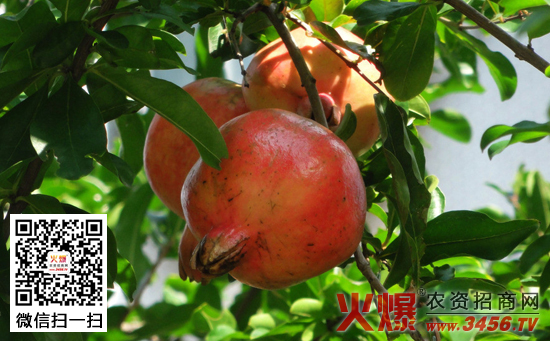 石榴树的夏季管理技术