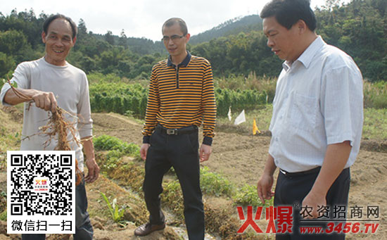 何首乌种植前景