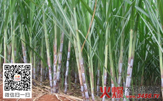 甘蔗种植技术