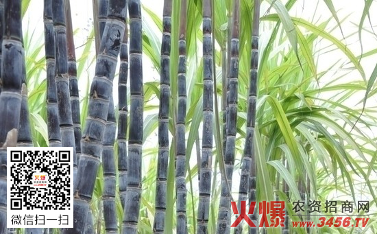 甘蔗种植技术