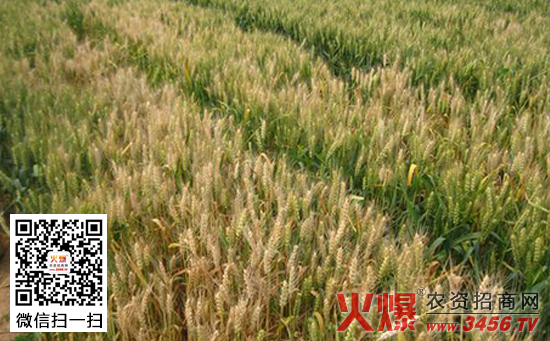 小麦全蚀病防治方法