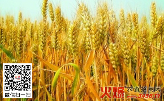 小麦秆锈病防治方法