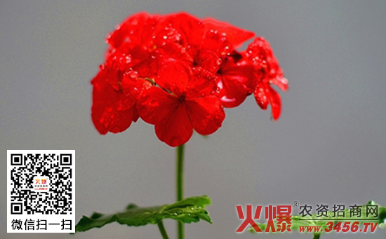 天竺葵有毒吗，可以放在室内吗