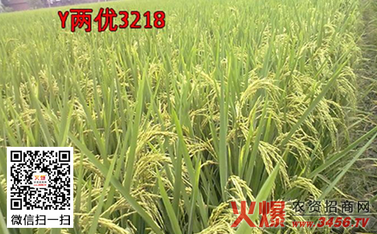 【Y两优3218】Y两优3218水稻种怎么样