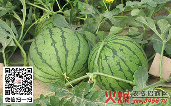 西瓜测土配方施肥技术