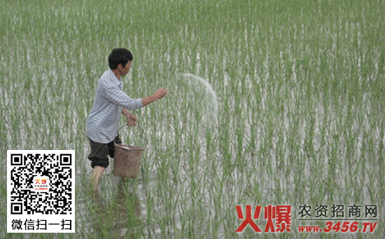 东北水稻施肥技术要点